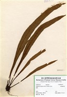 藏品(劍葉鐵角蕨)的圖片